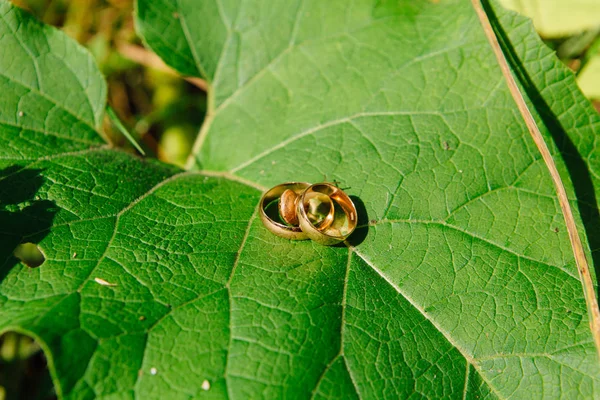 Cincin pernikahan dengan siput di daun — Stok Foto