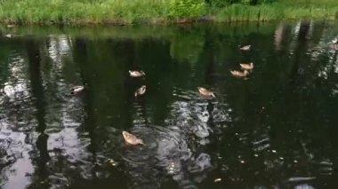 Küçük bir gölün suda yüzerken vahşi ördekler