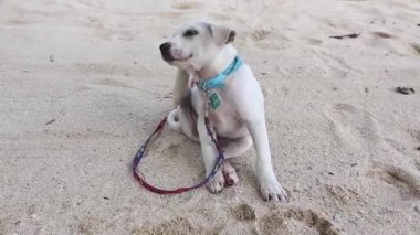 Plajda sevimli beyaz köpek ve kulak çizilmeye