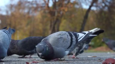 Bir grup güvercin yürürken, başlarını sallayarak ve yiyecek aramak için yere gagalarlar.