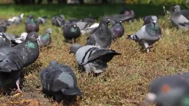 Group of pigeons walking and bobbing their heads and pecking at the ground looking for food — Stock Video