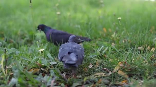 Groep van duiven wandelen en dobberen hun hoofden en pikken op de grond op zoek naar voedsel — Stockvideo