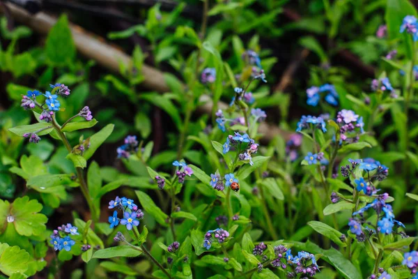Ладибуг сидить на блакитній квітці крупним планом — стокове фото