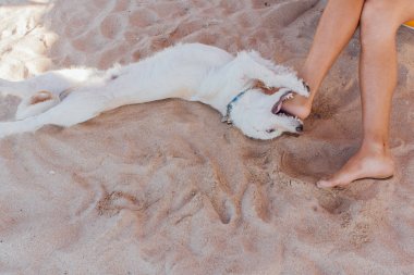 Dog playing with legs of a man laying on the sunbed. Dog trying to bite the feet of a man on the beach clipart
