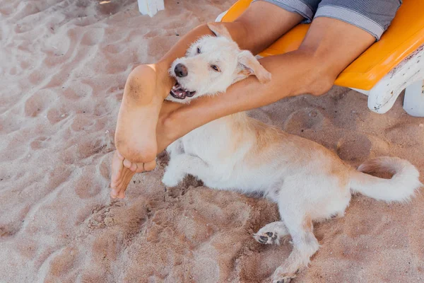 Faccia di cane tra le gambe di un uomo sdraiato sul lettino . — Foto Stock