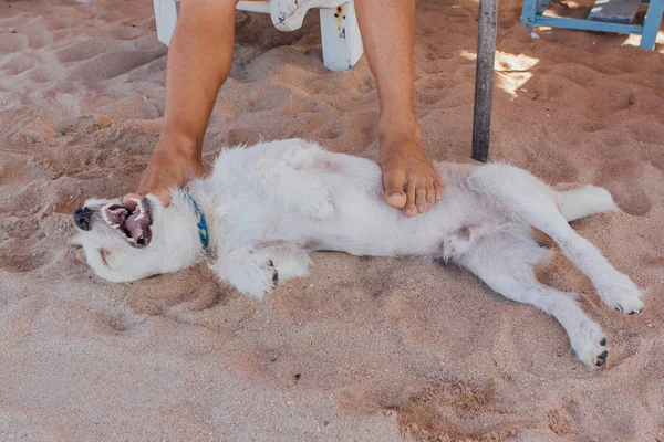 Chien jouant avec les jambes d'un homme allongé sur le transat. Chien essayant de mordre les pieds d'un homme sur la plage — Photo