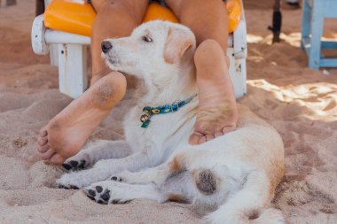 Şezlongda yatan bir adamın bacaklarıyla oynayan köpek. Sahilde bir adamın ayaklarını ısırmaya çalışan köpek