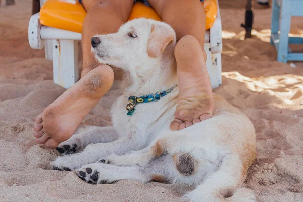 Hund leker med benen av en man om på solbädd. Dog försöker bita fötterna på en man på stranden — Stockfoto