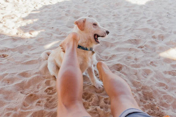 Dog playing with legs of a man laying on the sunbed. Dog trying to bite the feet of a man on the beach — Stock Photo, Image