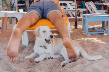Şezlongda yatan bir adamın bacakları arasında kumlu plajda dinlenen köpek