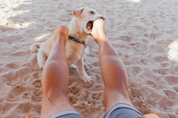 Pies gra z nogami mężczyzny leżąc na solarium. Pies próbuje ugryźć nogi mężczyzny na plaży — Zdjęcie stockowe