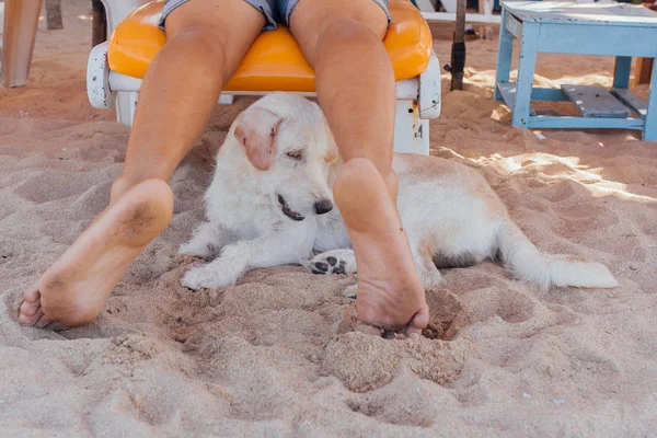 サンベッドに横たわる男の足の間の砂浜でリラックスする犬 — ストック写真