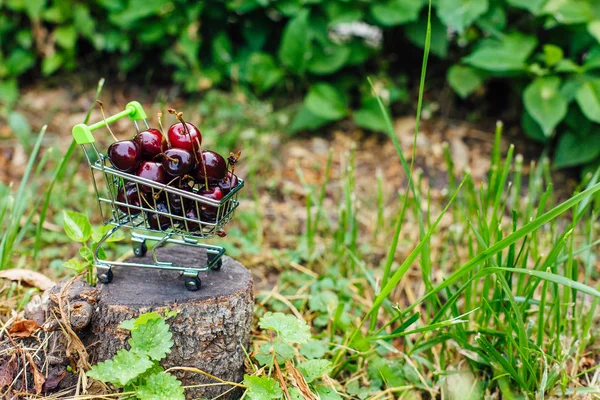 Mini carrinho de compras cheio de cerejas maduras vermelhas frescas no fundo verde — Fotografia de Stock