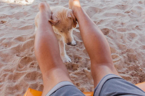 Pies gra z nogami mężczyzny leżąc na solarium. Pies próbuje ugryźć nogi mężczyzny na plaży — Zdjęcie stockowe