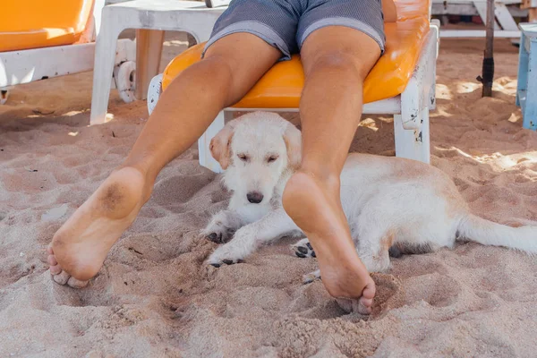 サンベッドに横たわる男の足の間の砂浜でリラックスする犬 — ストック写真