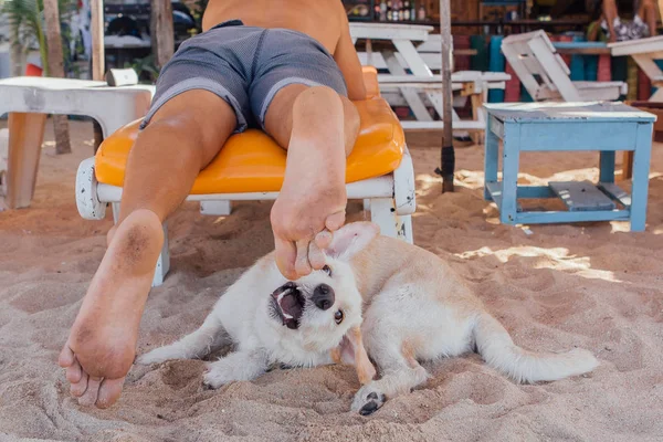 Pies gra z nogami mężczyzny leżąc na solarium. Pies próbuje ugryźć nogi mężczyzny na plaży — Zdjęcie stockowe