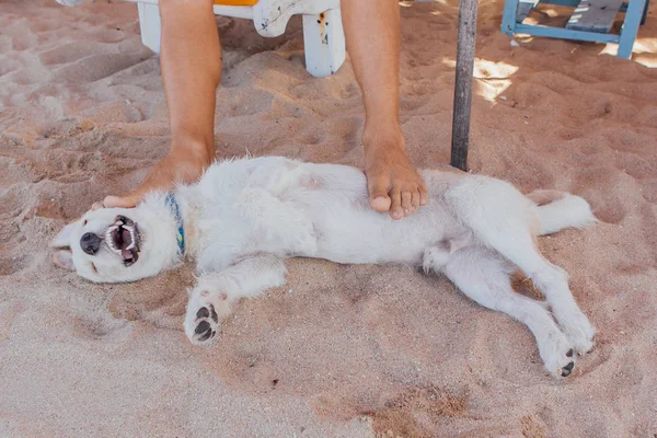 Dog playing with legs of a man laying on the sunbed. Dog trying to bite the feet of a man on the beach — Stock Photo, Image