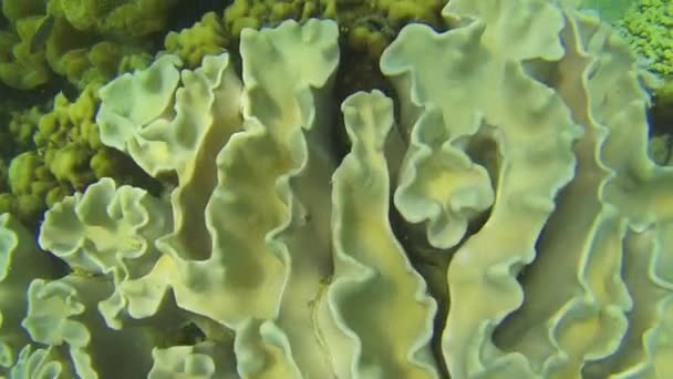Mundo submarino con coloridos corales y erizos de mar negros — Vídeo de stock