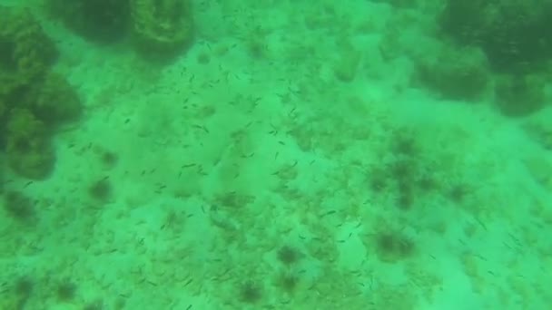 Una bandada de pequeños peces en coral bajo el agua — Vídeos de Stock