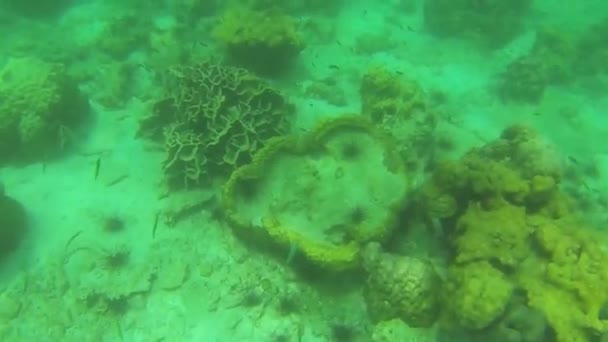 Hejno malých rybí v korálových podmořských — Stock video