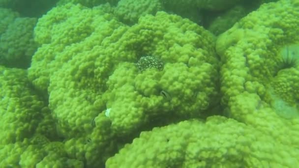 Подводный мир с красочными кораллами и черными морскими ежками — стоковое видео