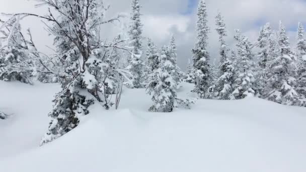 Panoramautsikt över det vackra vinterlandskapet med pibne träd täckta med snö. — Stockvideo