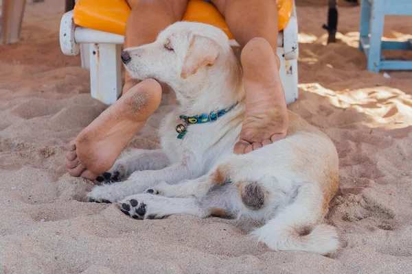 サンベッドに横たわる男の足で遊ぶ犬。ビーチで男の足を噛もうとしている犬 — ストック写真