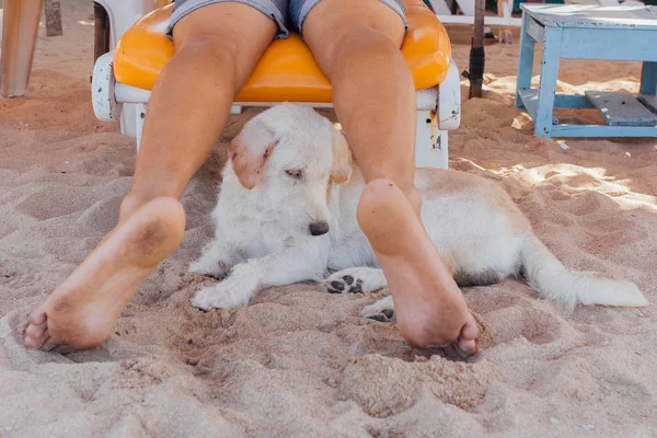 サンベッドに横たわる男の足の間の砂浜でリラックスする犬 — ストック写真