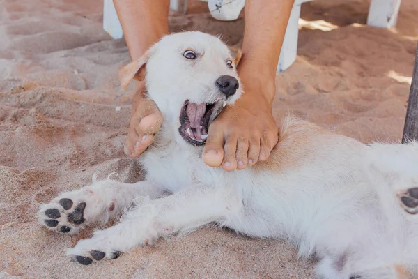 Dog playing with legs of a man laying on the sunbed. Dog trying to bite the feet of a man on the beach — Stock Photo, Image