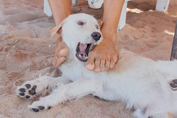 Hund leker med benen av en man om på solbädd. Dog försöker bita fötterna på en man på stranden — Stockfoto