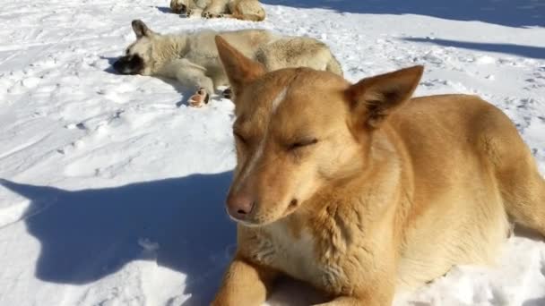 在阳光明媚的冬日，狗睡在雪地上 — 图库视频影像