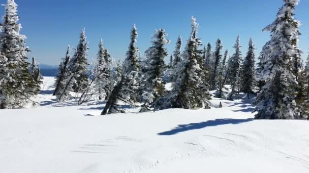 Panoramic view on the beautiful winter landscape with pibne trees covered with snow. — Stock Video