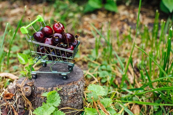 Mini carrinho de compras cheio de cerejas maduras vermelhas frescas no fundo verde — Fotografia de Stock