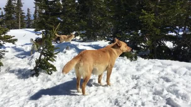 Kutya séta egy téli erdőben hóval borított fenyőfákkal