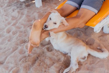 Şezlongda yatan bir adamın bacaklarının arasında köpeğin yüzü.