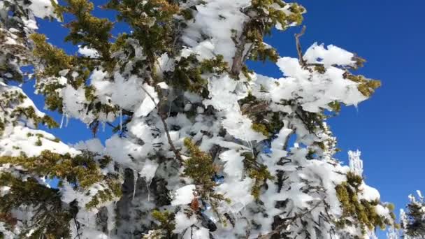 Pinos cubiertos de nieve de cerca — Vídeo de stock