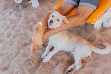 Şezlongda yatan bir adamın bacaklarının arasında köpeğin yüzü.