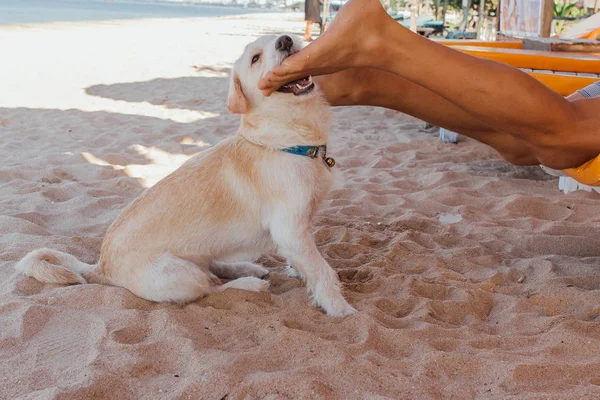 Pies gra z nogami mężczyzny leżąc na solarium. Pies próbuje ugryźć nogi mężczyzny na plaży — Zdjęcie stockowe