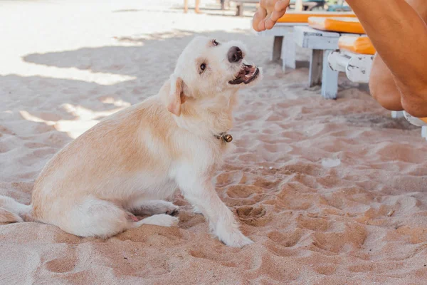 Pies gra z nogami mężczyzny leżąc na solarium. Pies próbuje ugryźć nogi mężczyzny na plaży — Zdjęcie stockowe