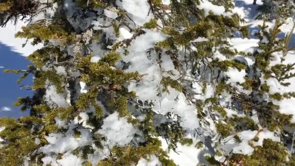 Snow covered pine trees close up — Stock Video