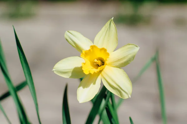 Żółty Narcyz w ogrodzie w słoneczny dzień — Zdjęcie stockowe