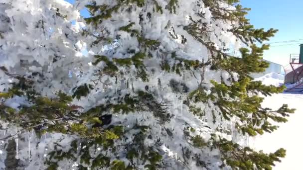 Pinos cubiertos de nieve de cerca — Vídeos de Stock