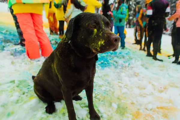 Black dog covered in colorful Holi powder sitting on snow