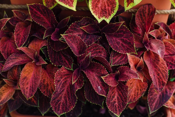 Coleus bloem gebladerte achtergrond. Prachtige perspectief van natuurlijke rode coleus plant verlaat in de tuin. — Stockfoto