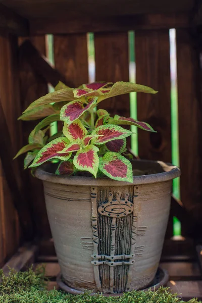 Coleus bloem met rode en groene bladeren in keramische pot — Stockfoto