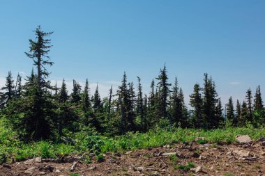 Tepede yaz kürk ağacı orman