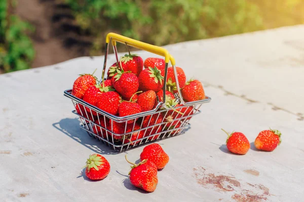 Mini shopping basket full of fresh red ripe strawberry on vintage background