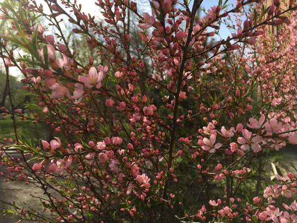 Blooming pink apple tree flowers close up — Stock Photo, Image