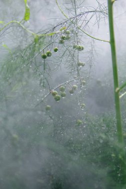 Bir sis yağmur damlaları ile kuşkonmaz dalları