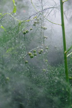 Bir sis yağmur damlaları ile kuşkonmaz dalları